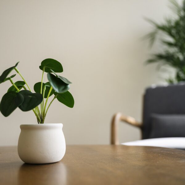 potted plant on desk